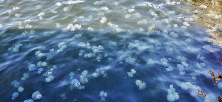 Прибрежные воды пляжных регионов Средиземноморья подверглись нашествию медуз