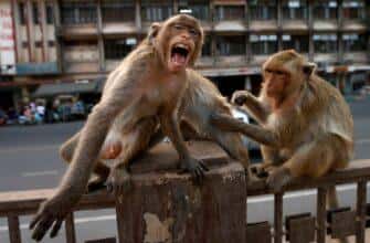 Люди не имеют права отбиваться от многочисленных обезьяньих банд