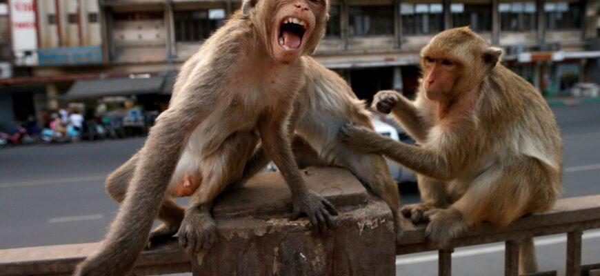 Люди не имеют права отбиваться от многочисленных обезьяньих банд