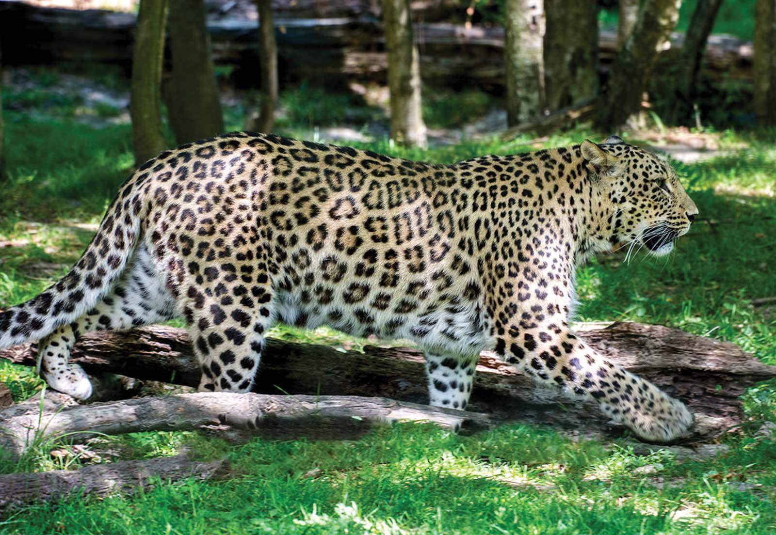 38peredneaziatskiy leopard