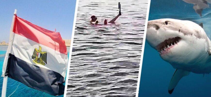 Ещё одна жертва нападения акулы в Египте