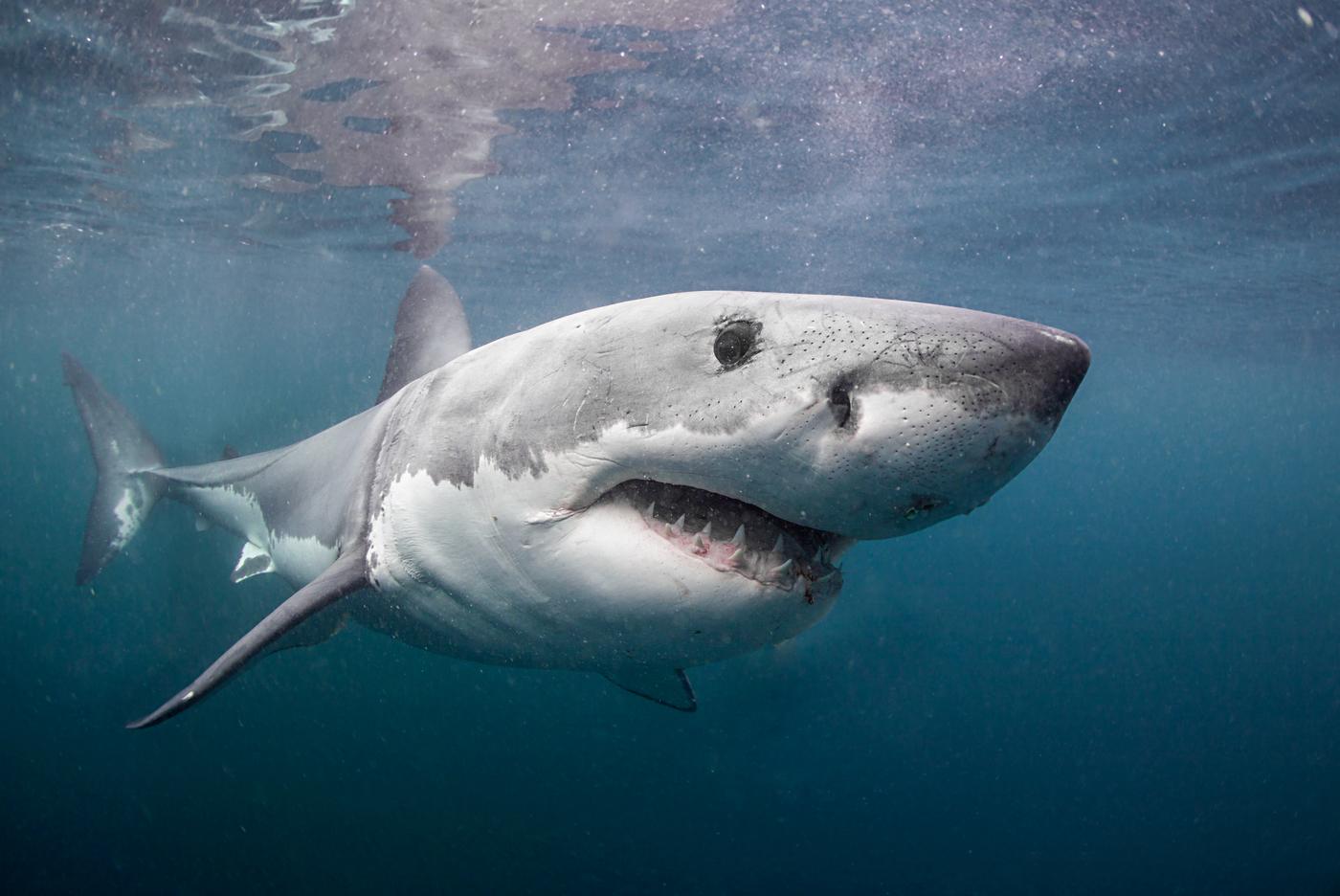 Фото белой акулы