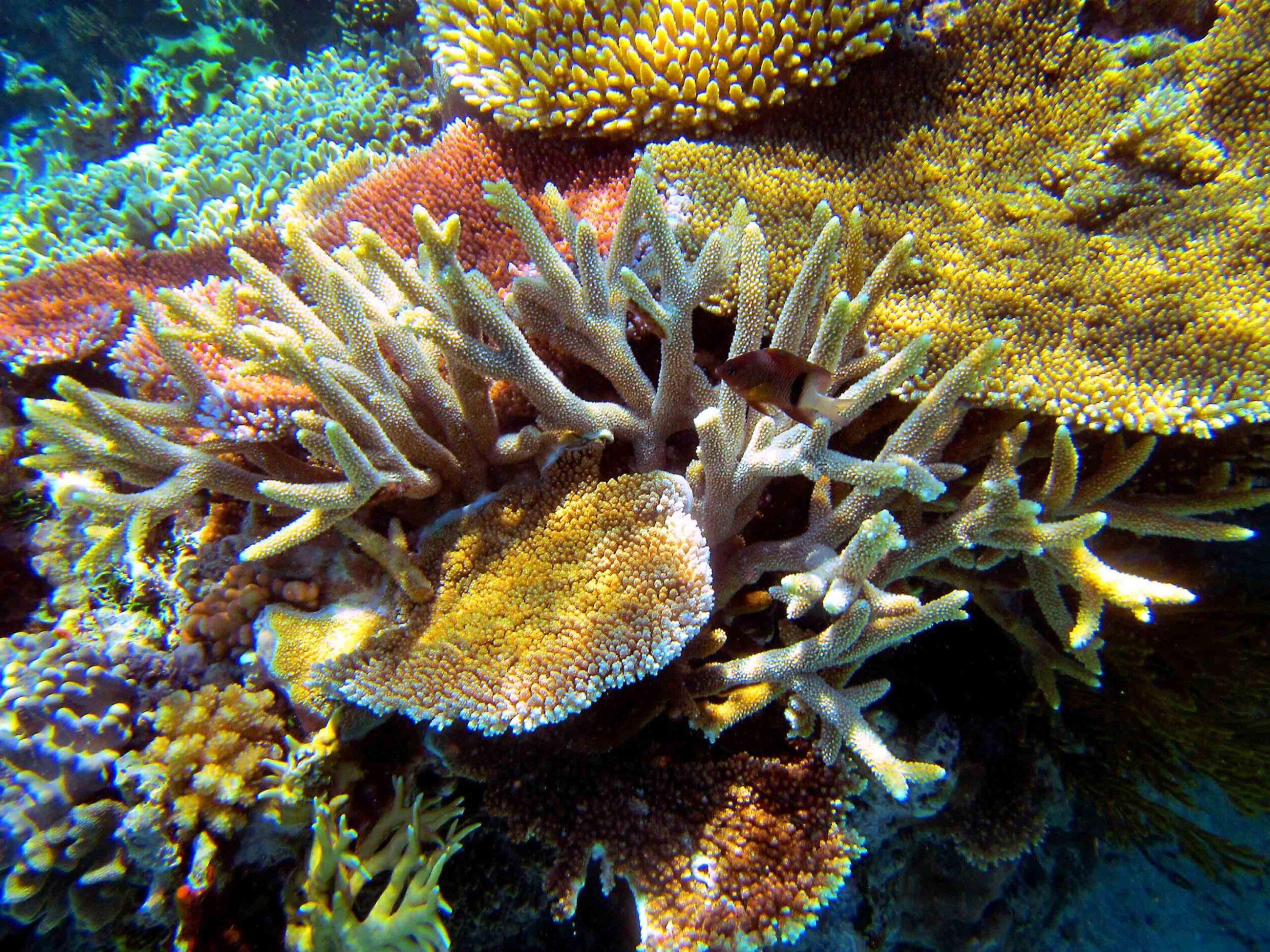 Фото Барьерного рифа