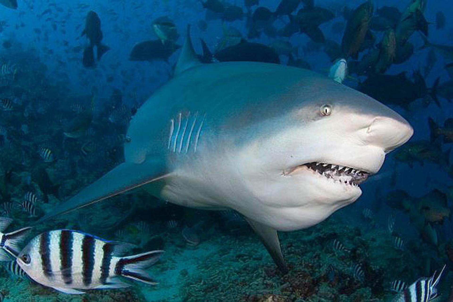 Фото бычьей акулы