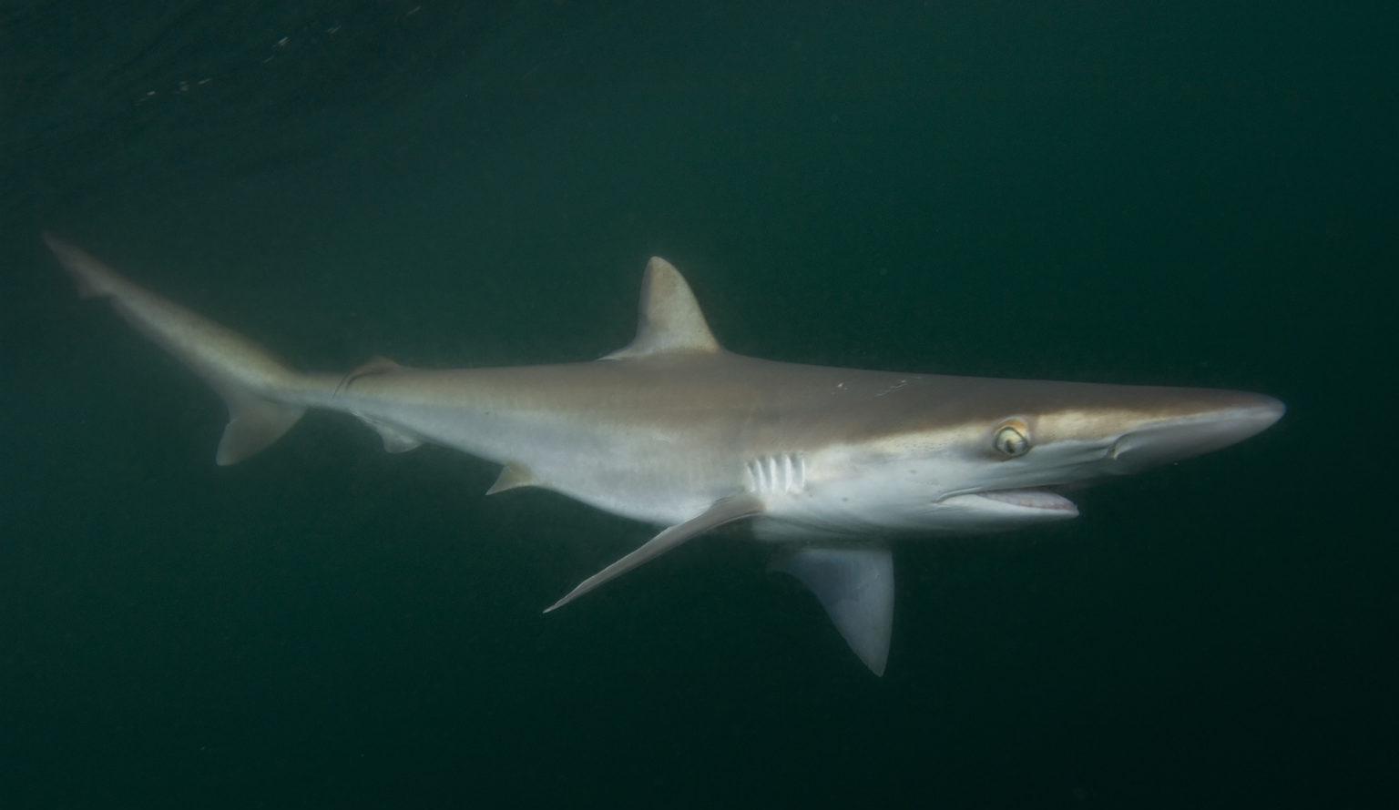 Фото длиннорылой акулы