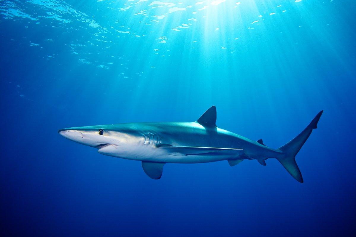 Фото голубой акулы