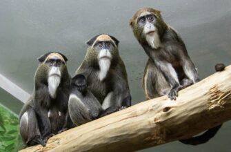 Фото обезьян