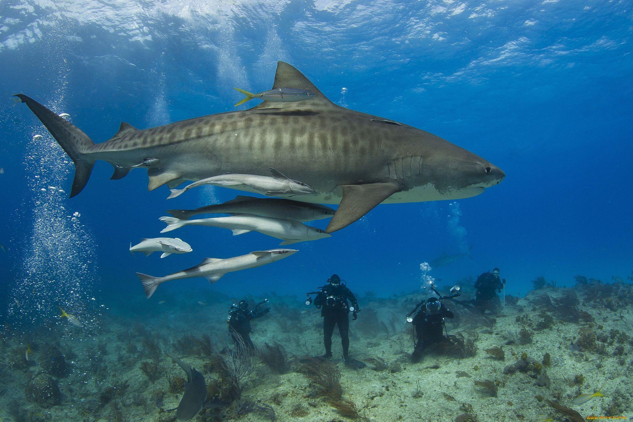 Фото тигровой акулы