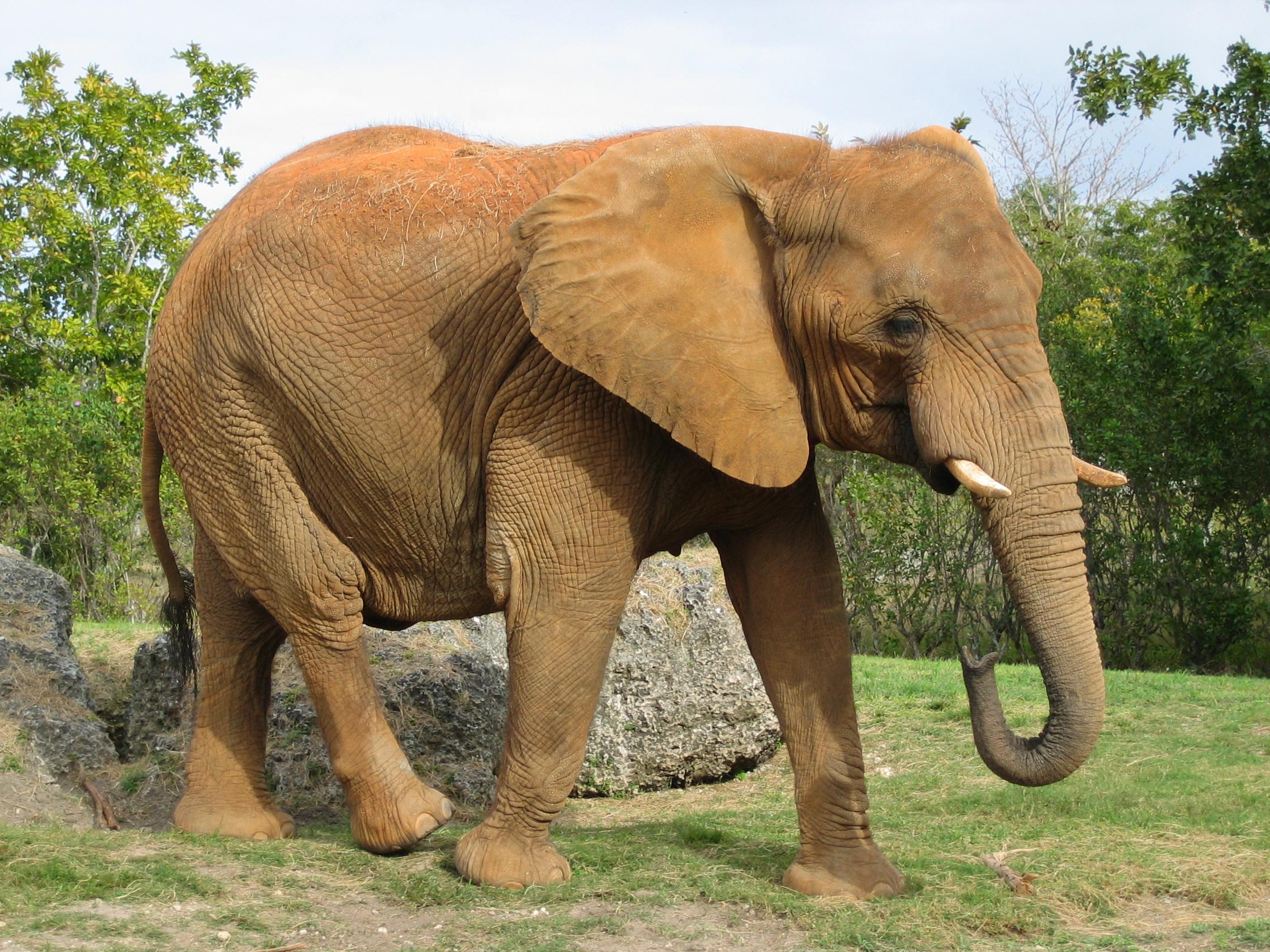 Саванновый Африканский слон