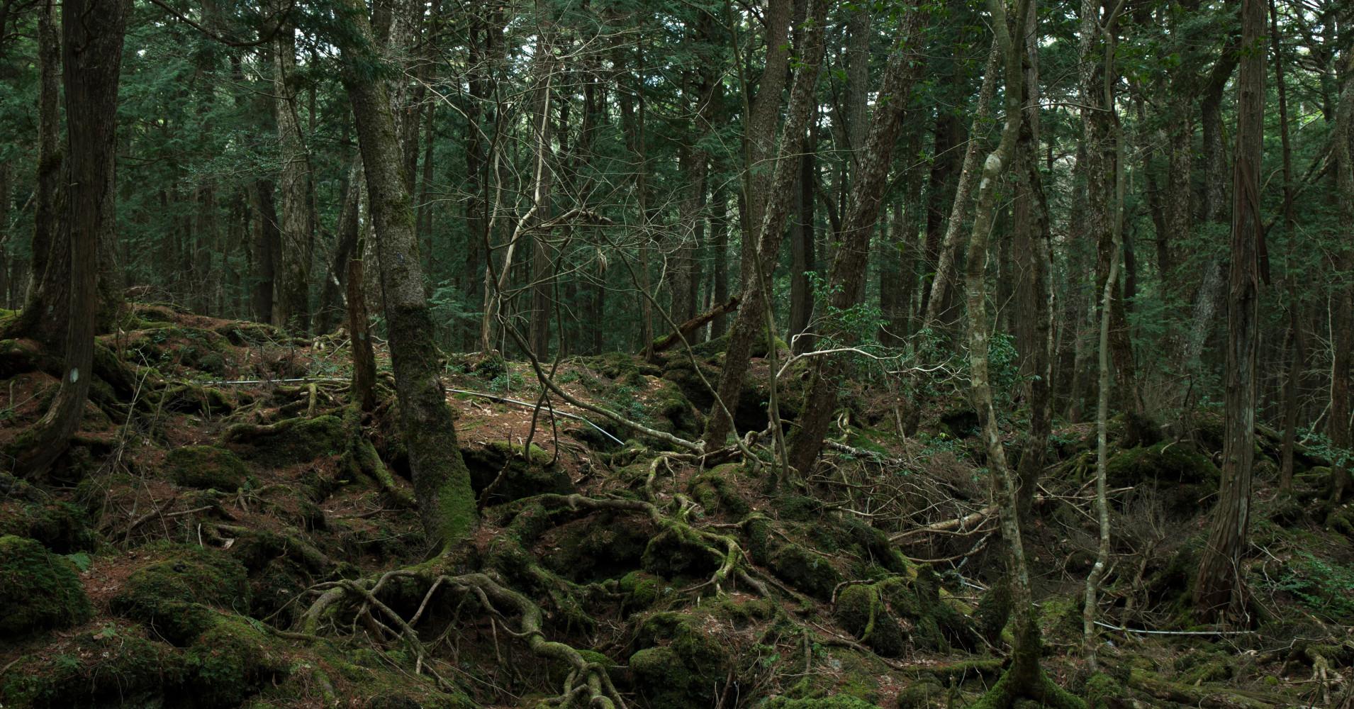 Фото леса Аокигахара