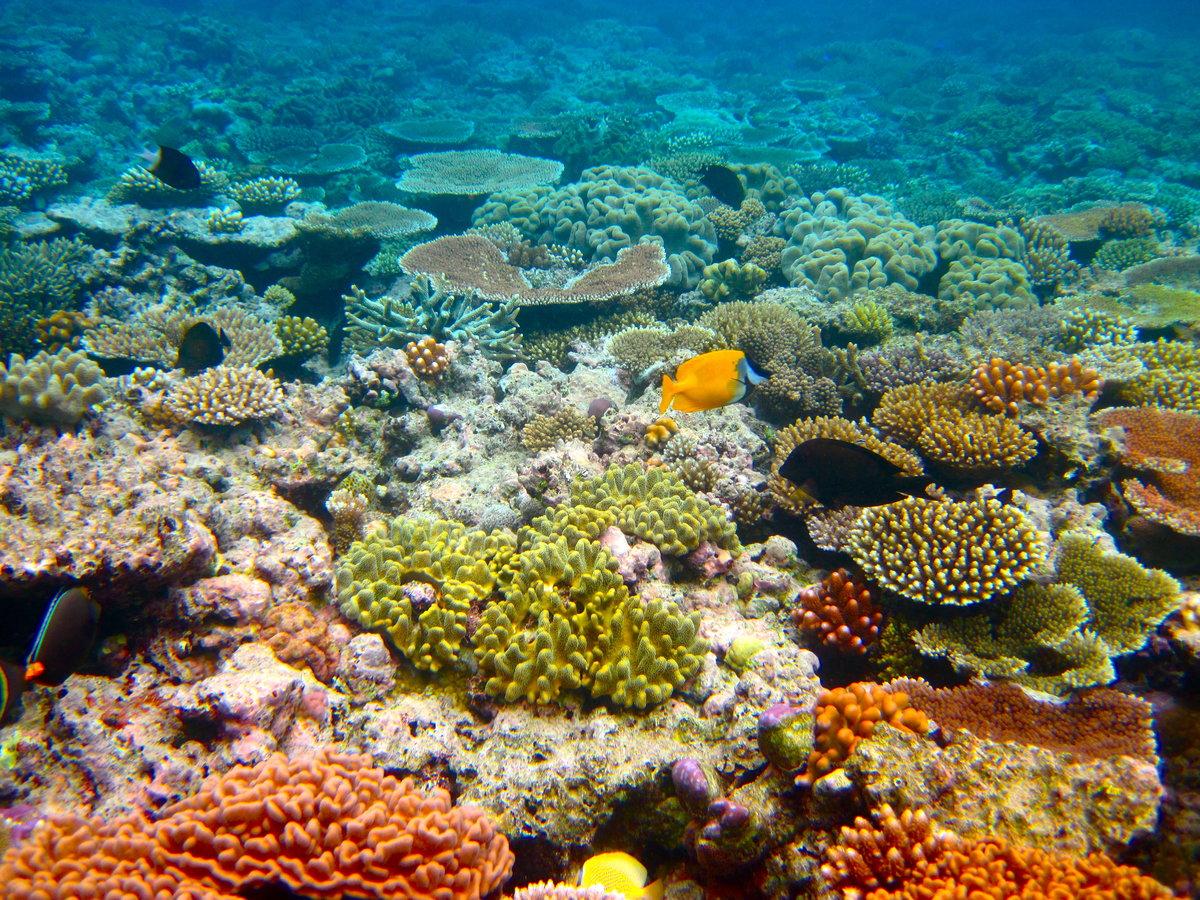 Фото Кораллового моря