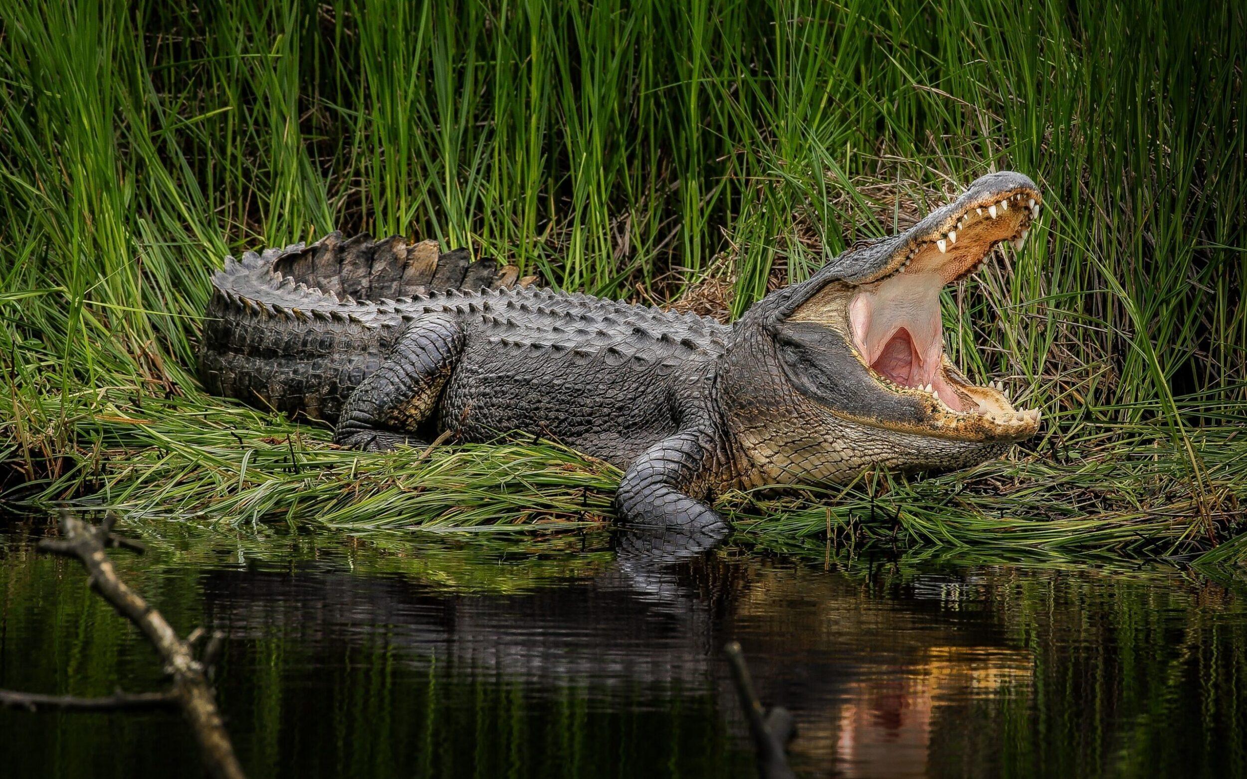 Фото крокодила