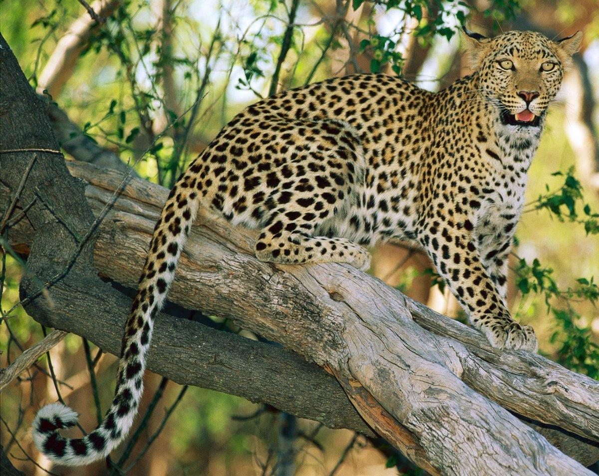 Фото леопарда