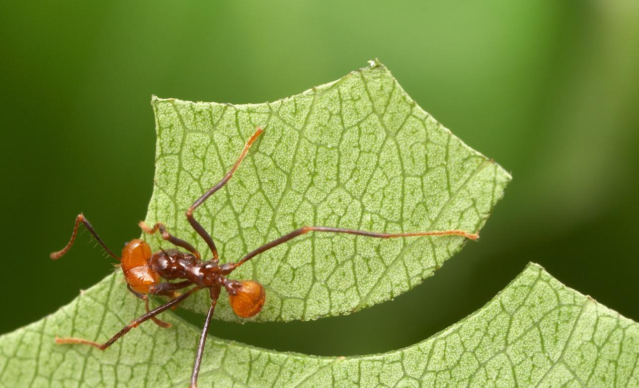 Фото муравьев-листорезов