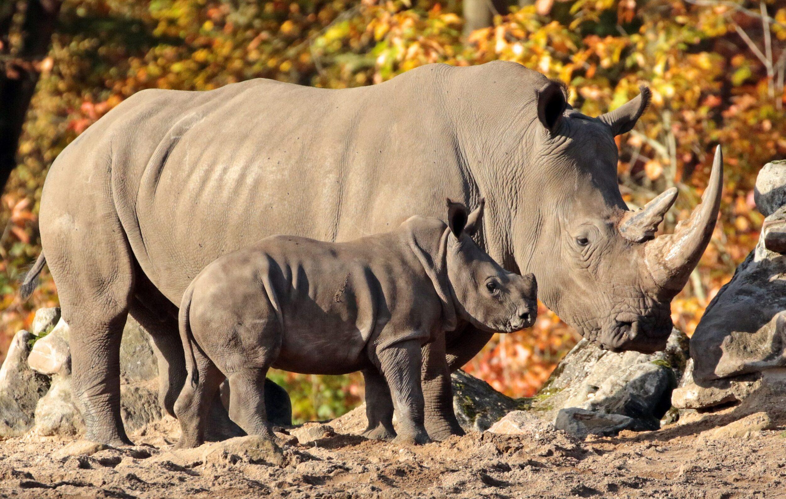 Фото носорог