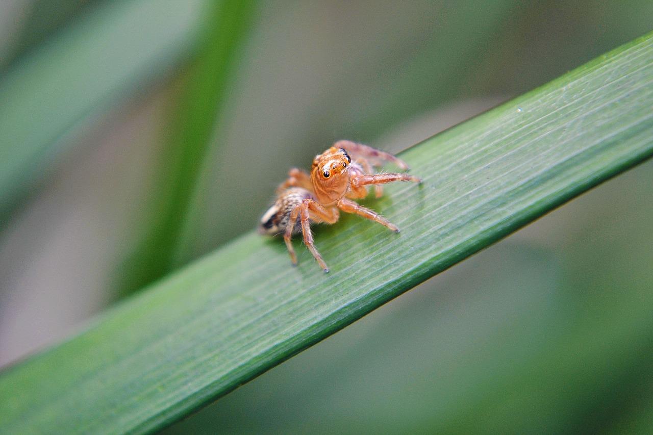 Фото самоанского паука