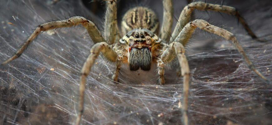 Самые опасные пауки и насекомые в Джубге и окрестностях