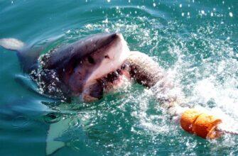 акула поранила туриста на параплане