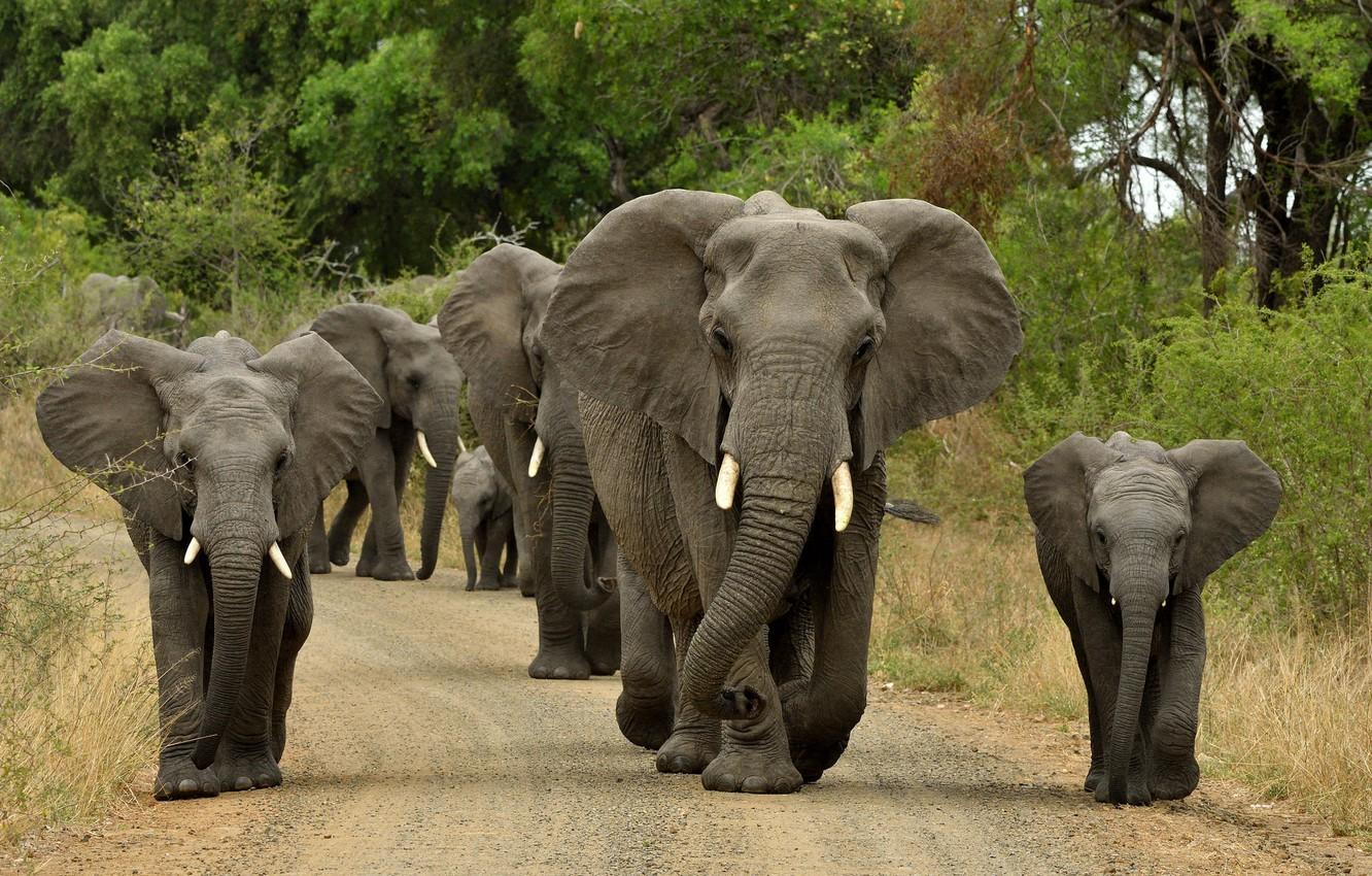Фото слонов