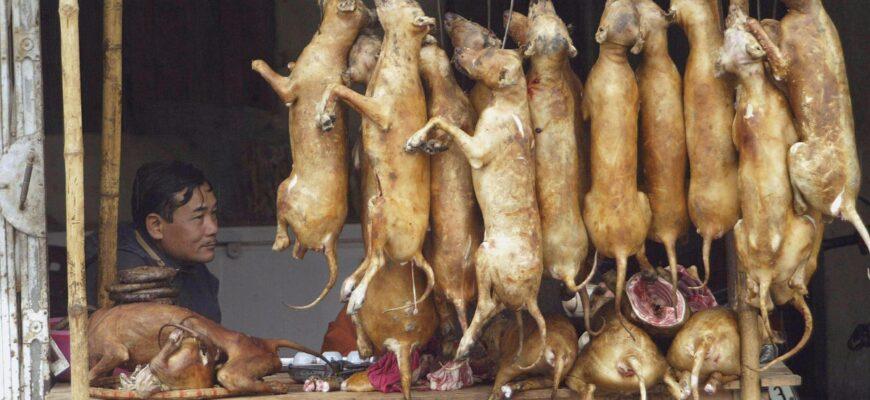 Запрет на собачье деликатесное мясо для туристов во Вьетнаме