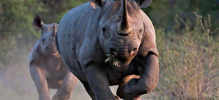 фото носорога