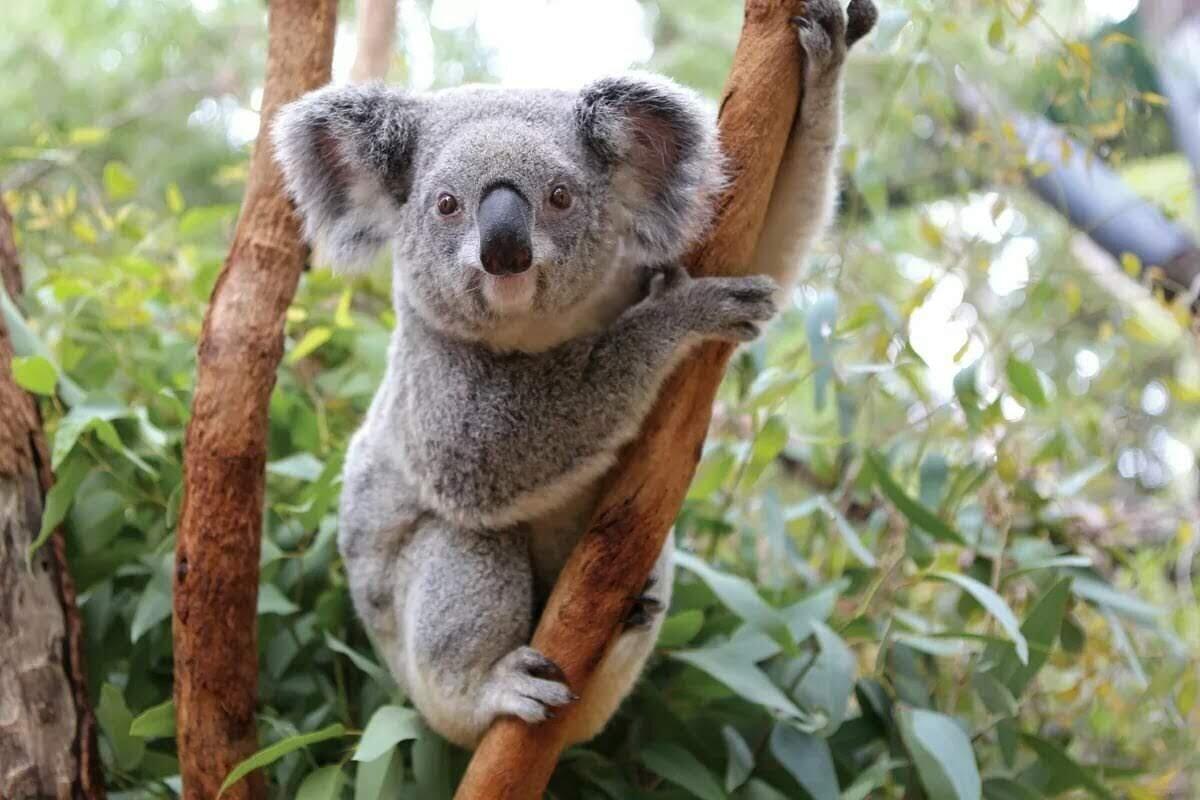 Фото коалы