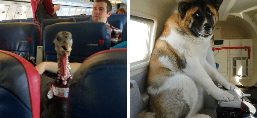 Животные в самолете